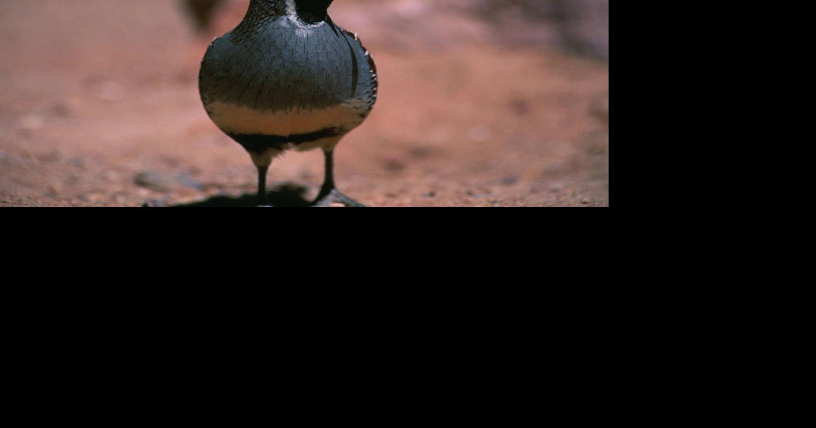 Arizona’s waterfowl, quail seasons flying by Outdoors And Gardening
