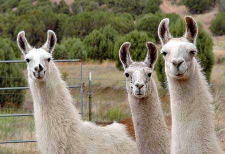 Image result for llama group