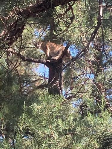 Mountain Lions in New Jersey - AZ Animals