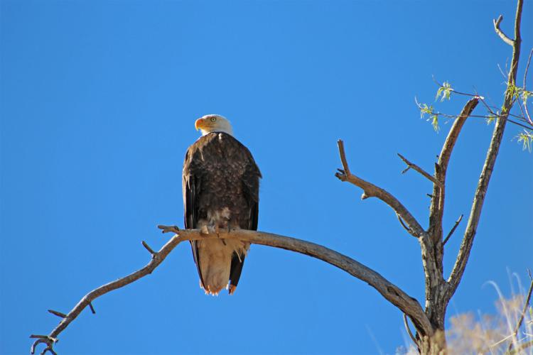 Seasonal restrictions in place as bald eagle breeding begins | 260