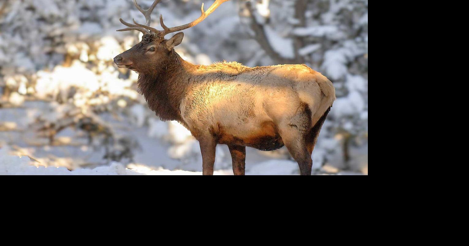 2024 pronghorn, elk hunt draw results available 260 Connection