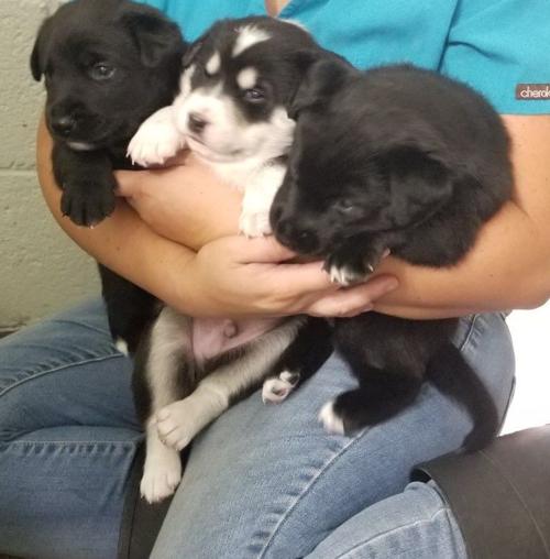 Tails are wagging at the Humane Society of the White Mountains