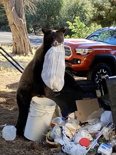 Discover the Largest Bear Ever Caught in Ohio - AZ Animals