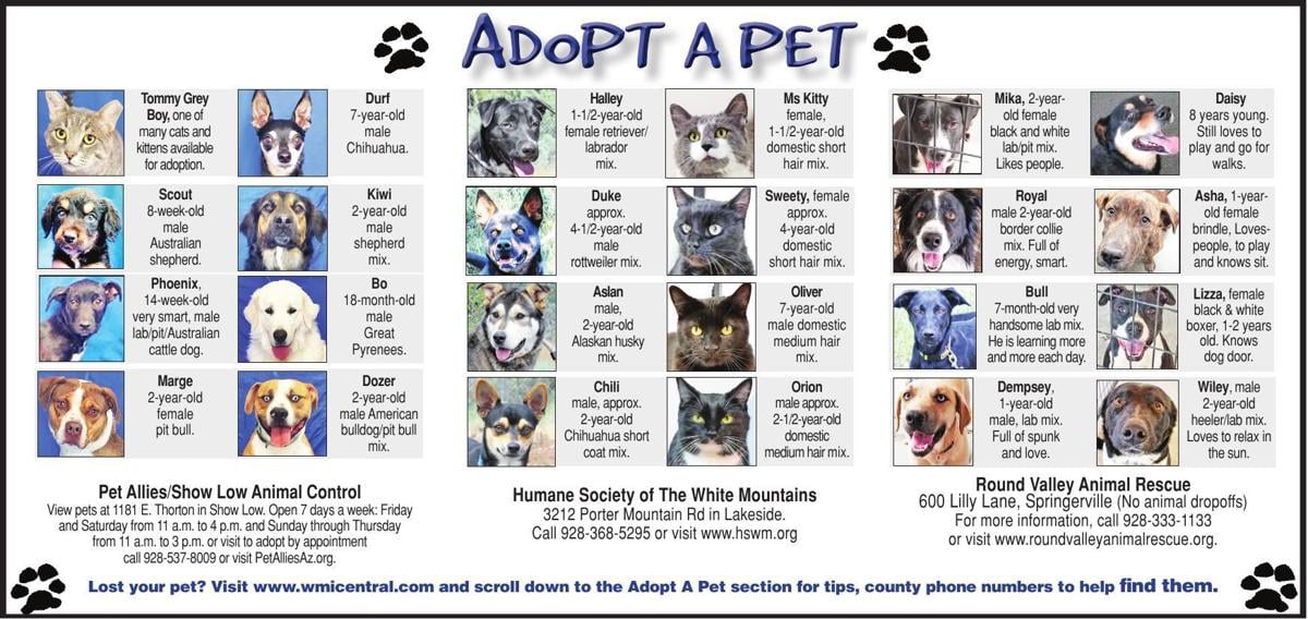 Adopt a Pet | Adopt a Pet | wmicentral.com