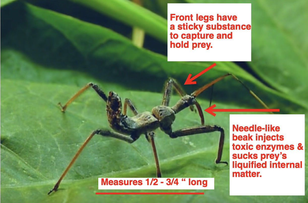 Assassins: Good bugs or BAD bugs? | Outdoors And Gardening