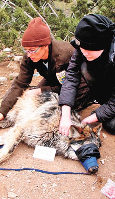 Wolf release near Alpine planned for this month | Latest News ...