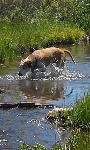 latest article in relation to leptospirosis within a philippines latest posting concerning leptospirosis on typically the philippines
