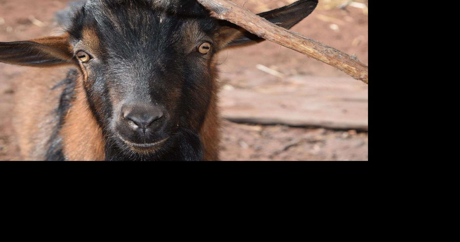 Goat survives 'cat' attack | News | wmicentral.com