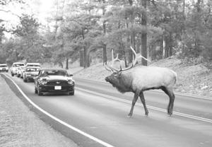 Antler alert: With mating season in full swing, take care to steer