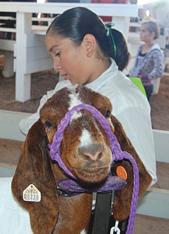 Apache County Fair features prime fun Latest News