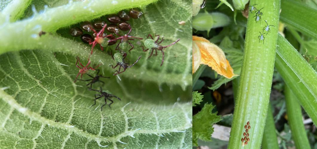 Know your enemy in the garden squash bug and Mexican bean beetle