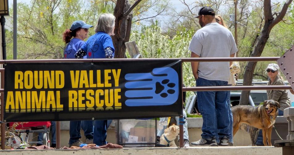 Springerville Animal Color, creativity, community shine at Springerville’s first art walk ...