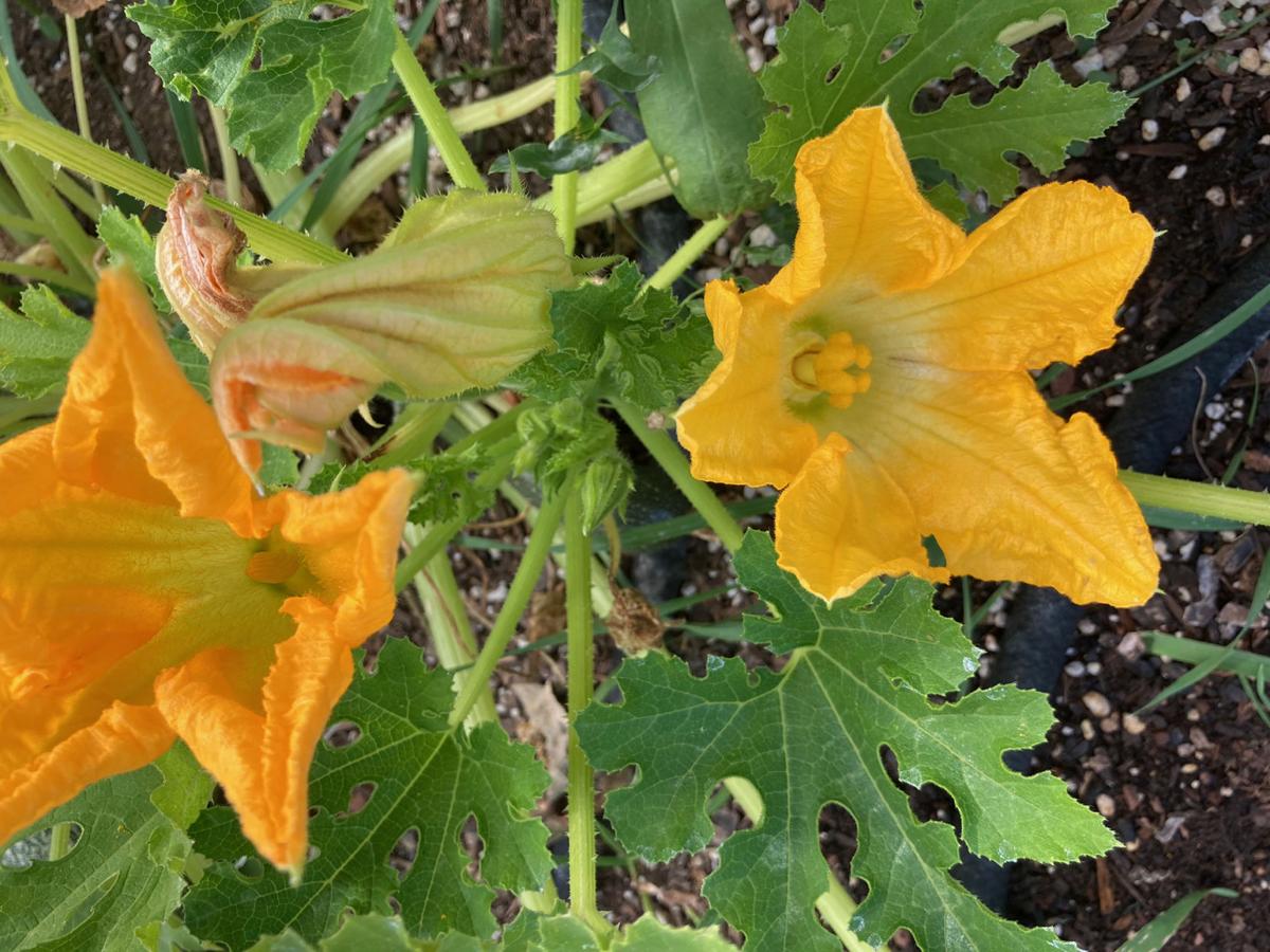 Is The Squash Ready Yet Outdoors And Gardening Wmicentral Com