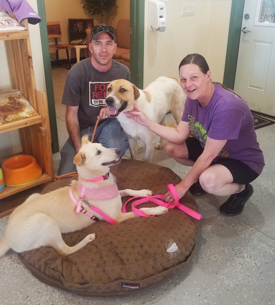 Humane society of white mountains cigna dental cover dentures