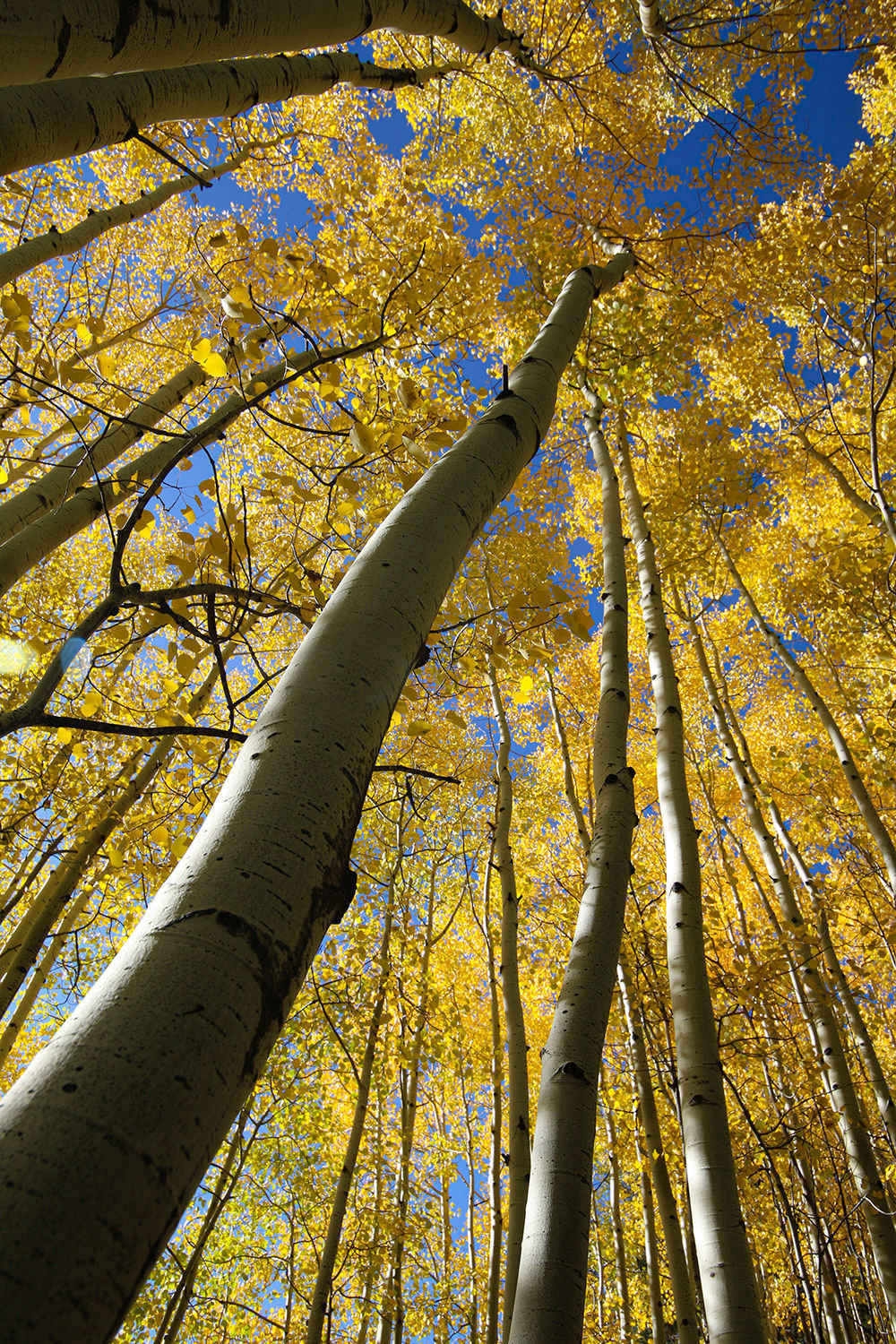 Aspen Forest in the Summer Utah Available in multiple formats.