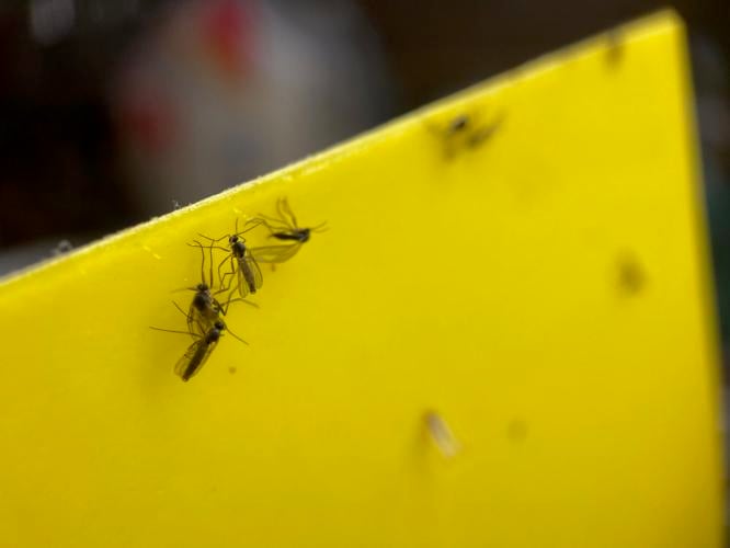 How To Get Rid Of Fungus Gnats In Houseplant Soil - Get Busy Gardening