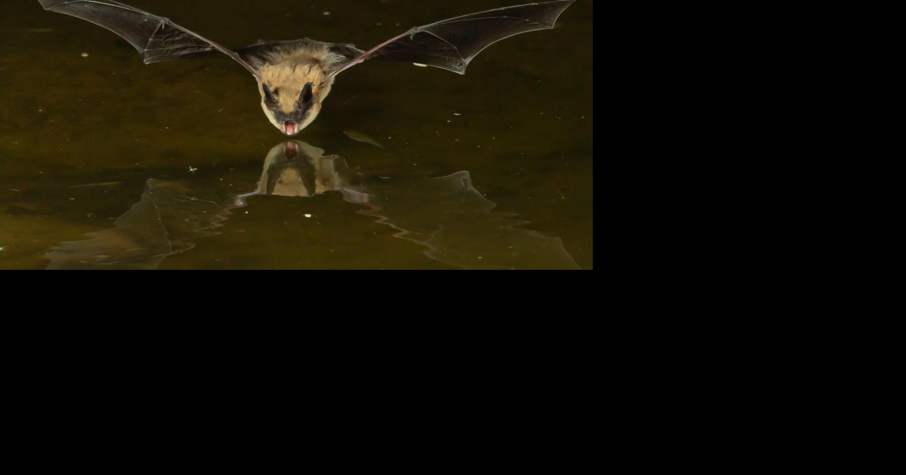 College Notes: Big bats in AZ
