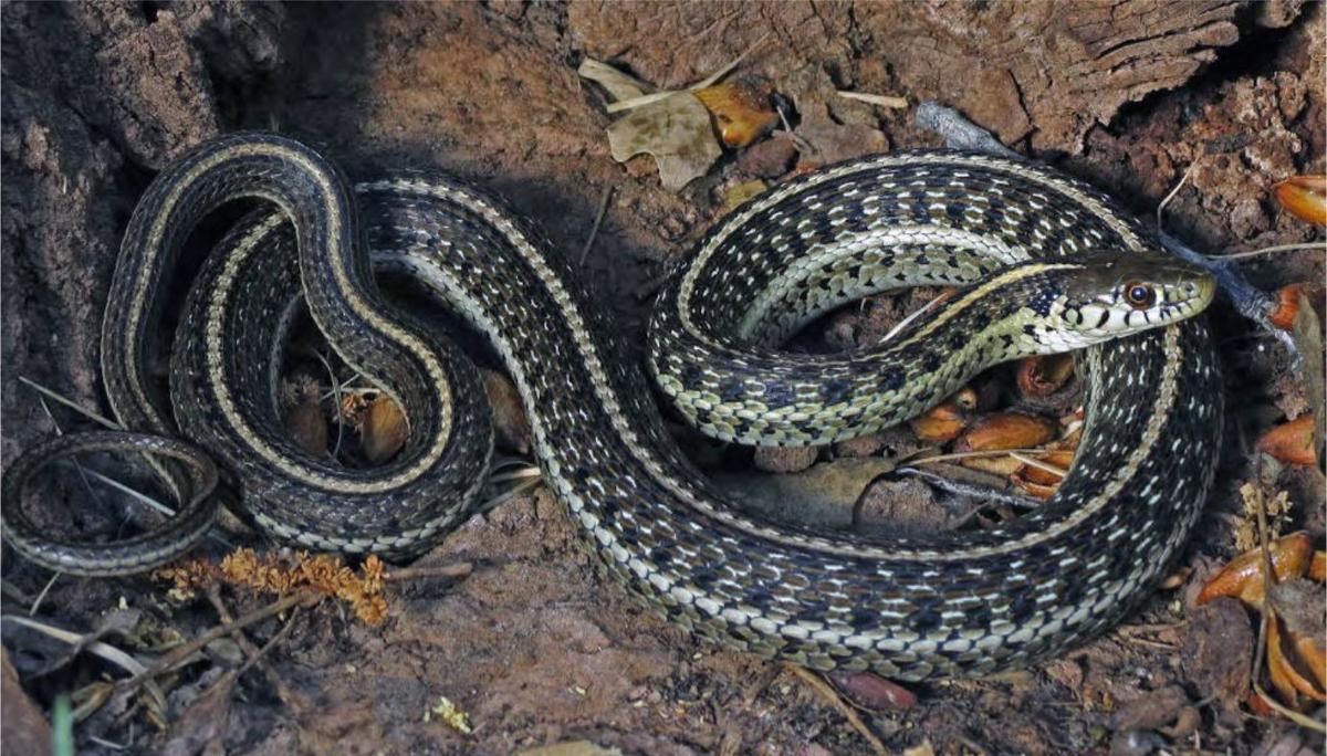 Endangered garter snake will get protection of diminished critical
