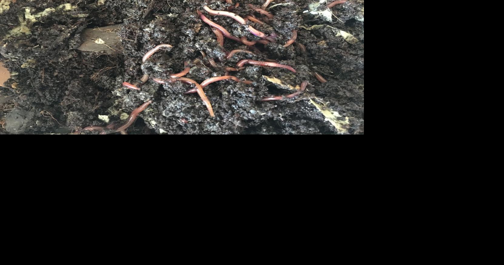 Best fertilizer ever: Worm poo | Outdoors And Gardening | wmicentral.com