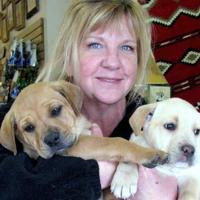 Springerville Animal Round Valley animal rescue group committed to saving animals ...