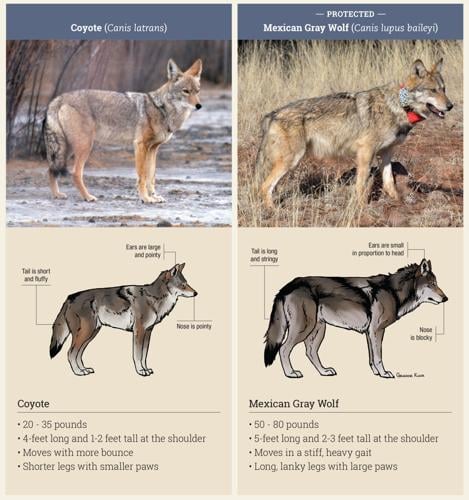 White Mountains are home to Mexican gray wolves and coyotes | 260 ...