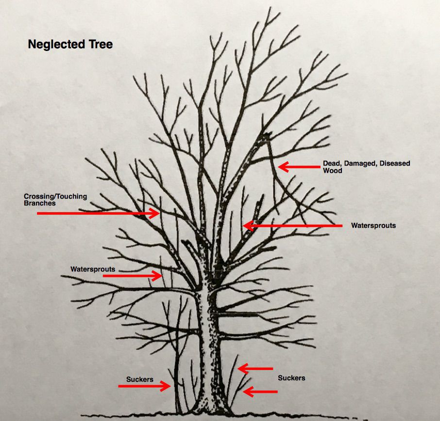 When to prune fruit trees in oklahoma