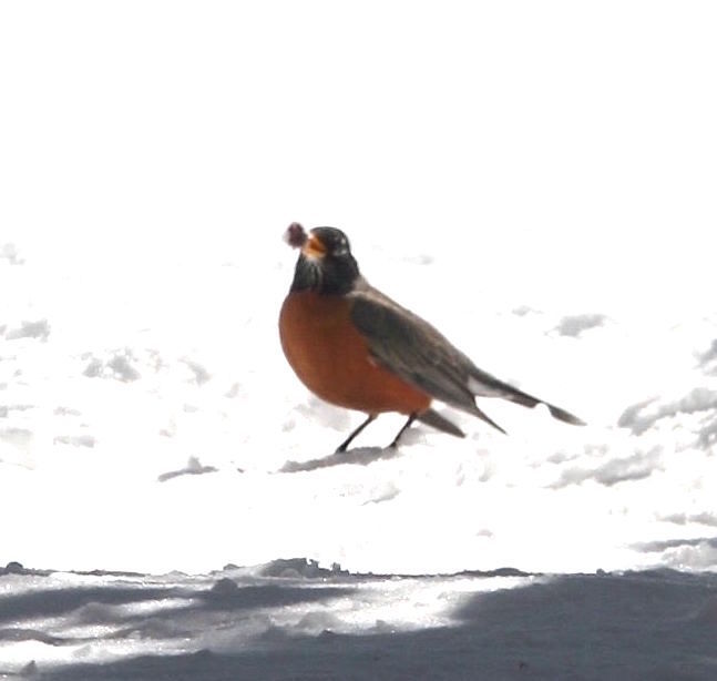 A snowy prize