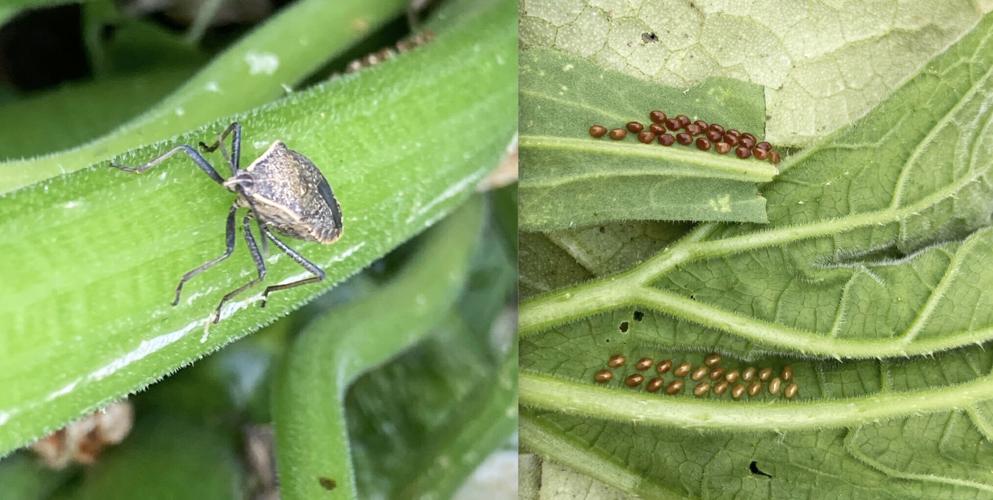 Know your enemy in the garden squash bug and Mexican bean beetle