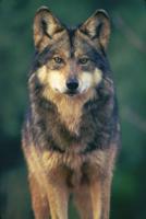 Little Red Riding Hood had it wrong – wolves are devoted fathers