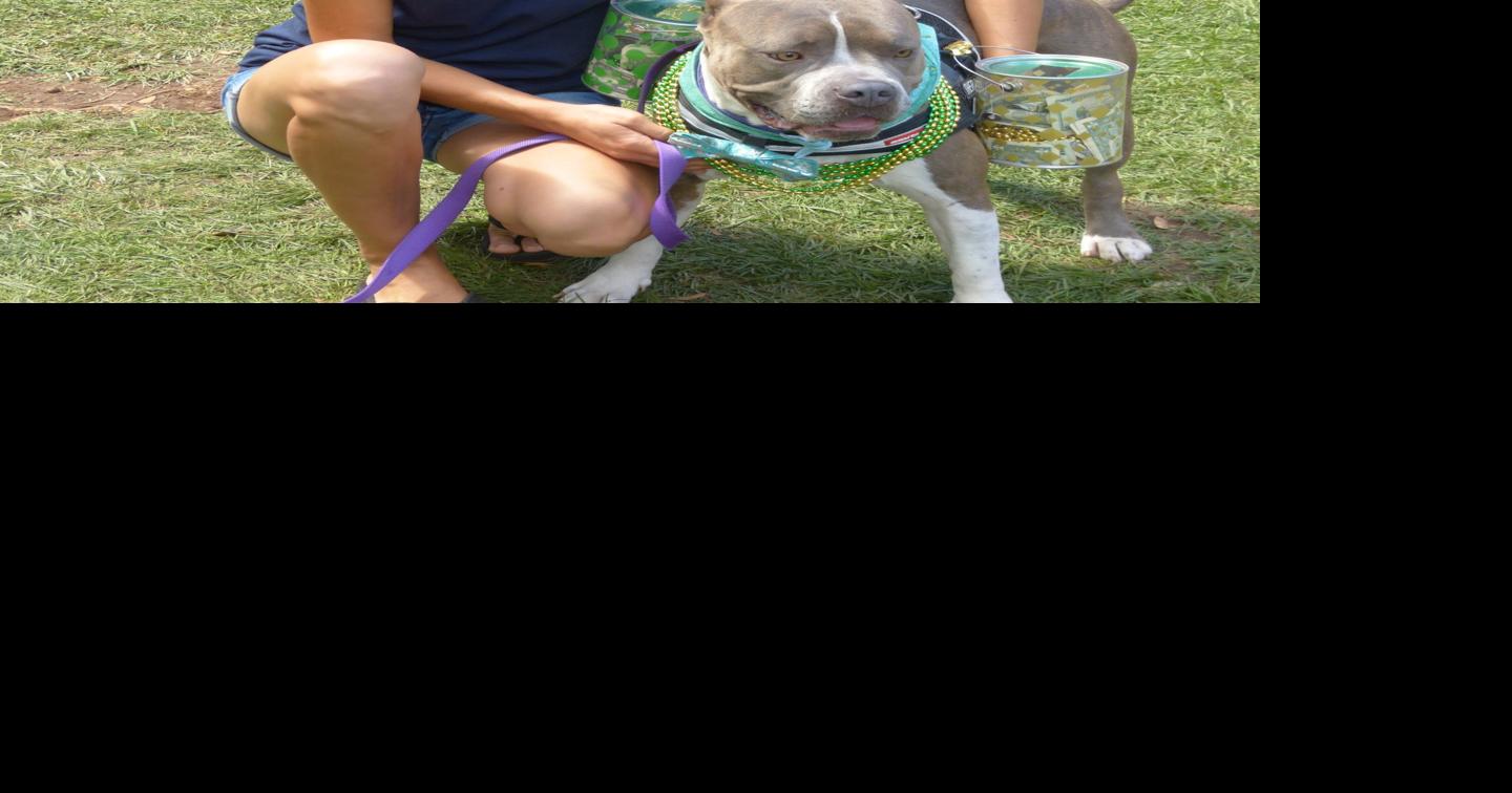 HSWM Happy Tails fundraiser is Saturday | Latest News | wmicentral.com
