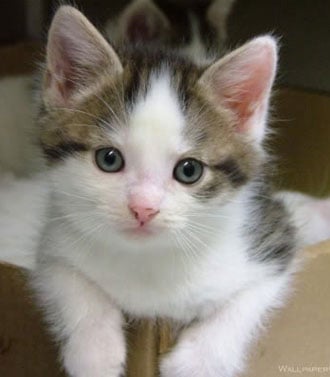 gray calico kitten