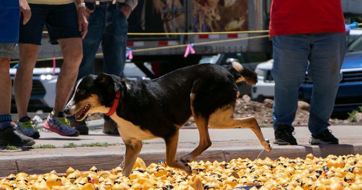 Adopt a duck, help a pet, try your luck - Vimarsana News