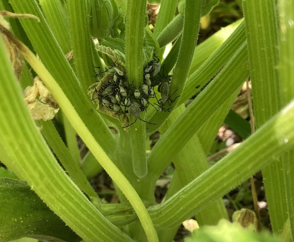 Ready to kill squash bugs … naturally? Outdoors And Gardening