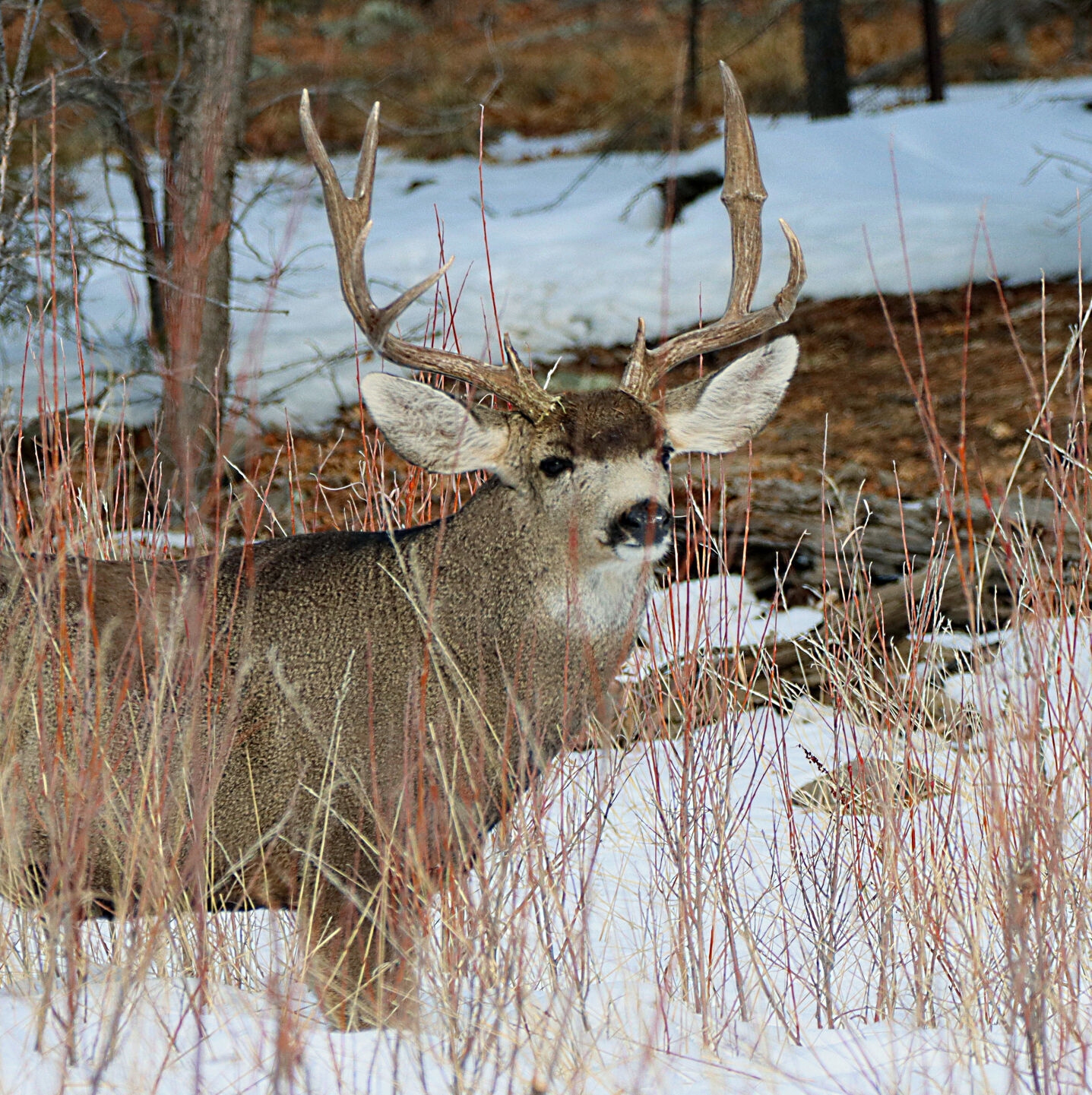 February 2024 White Mountain Wildlife Photos Multimedia Wmicentral Com   65bd5e2c212a4.image 