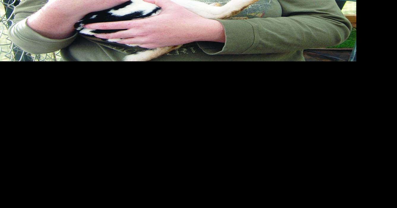 Dogs destroy woman's rabbits, source of income | Premium News ...