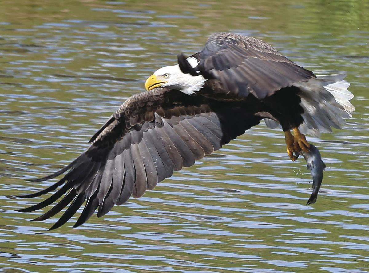 AZ Game & Fish tracking bald eagles around the state