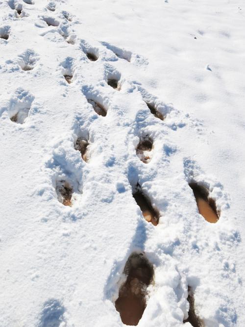 Snow tracks