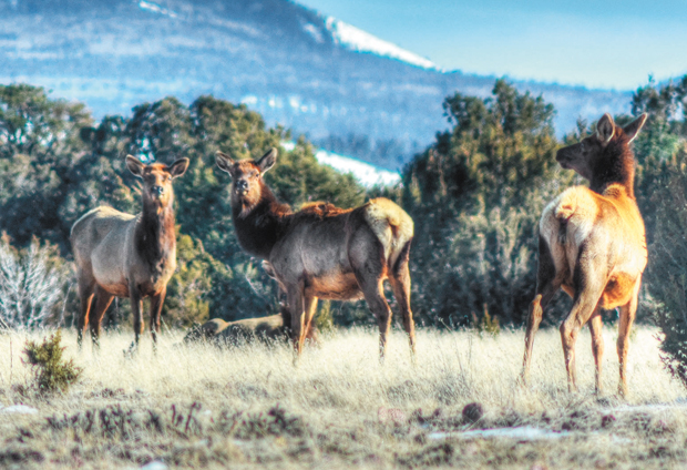 Editorial: Hunting magazine coming soon to Northern Arizona