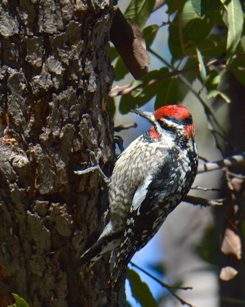 Birding in the White Mountains last series Sept. 13