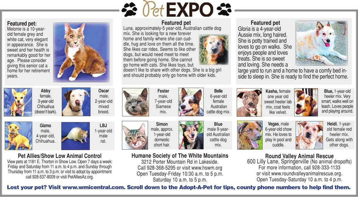 Adopt A Pet Adopt A Pet Wmicentral Com