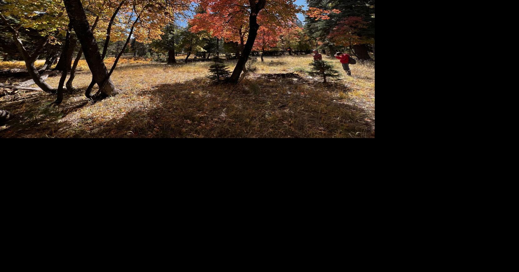 Fall's splendor sustains the whole ecosystem | News | wmicentral.com