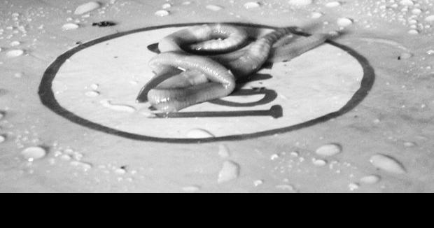 The art of worm racing | Latest News | wmicentral.com