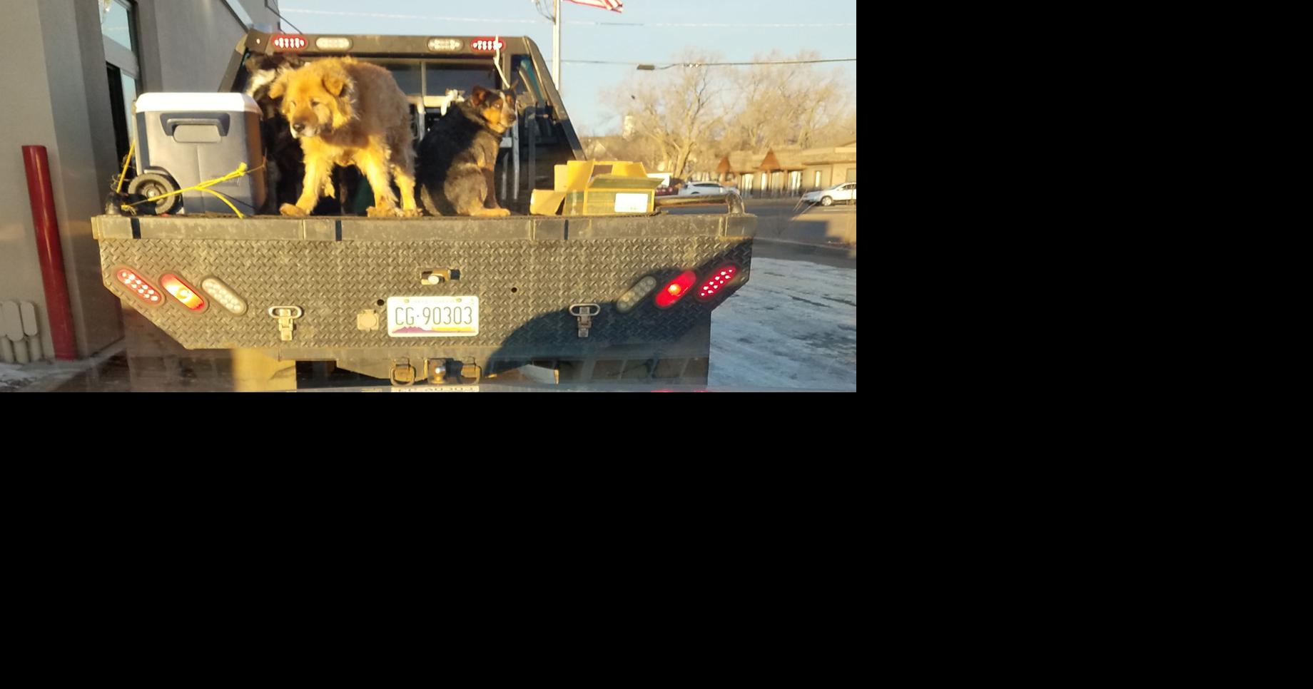 Dangers of dogs riding in pickup truck beds Editorial