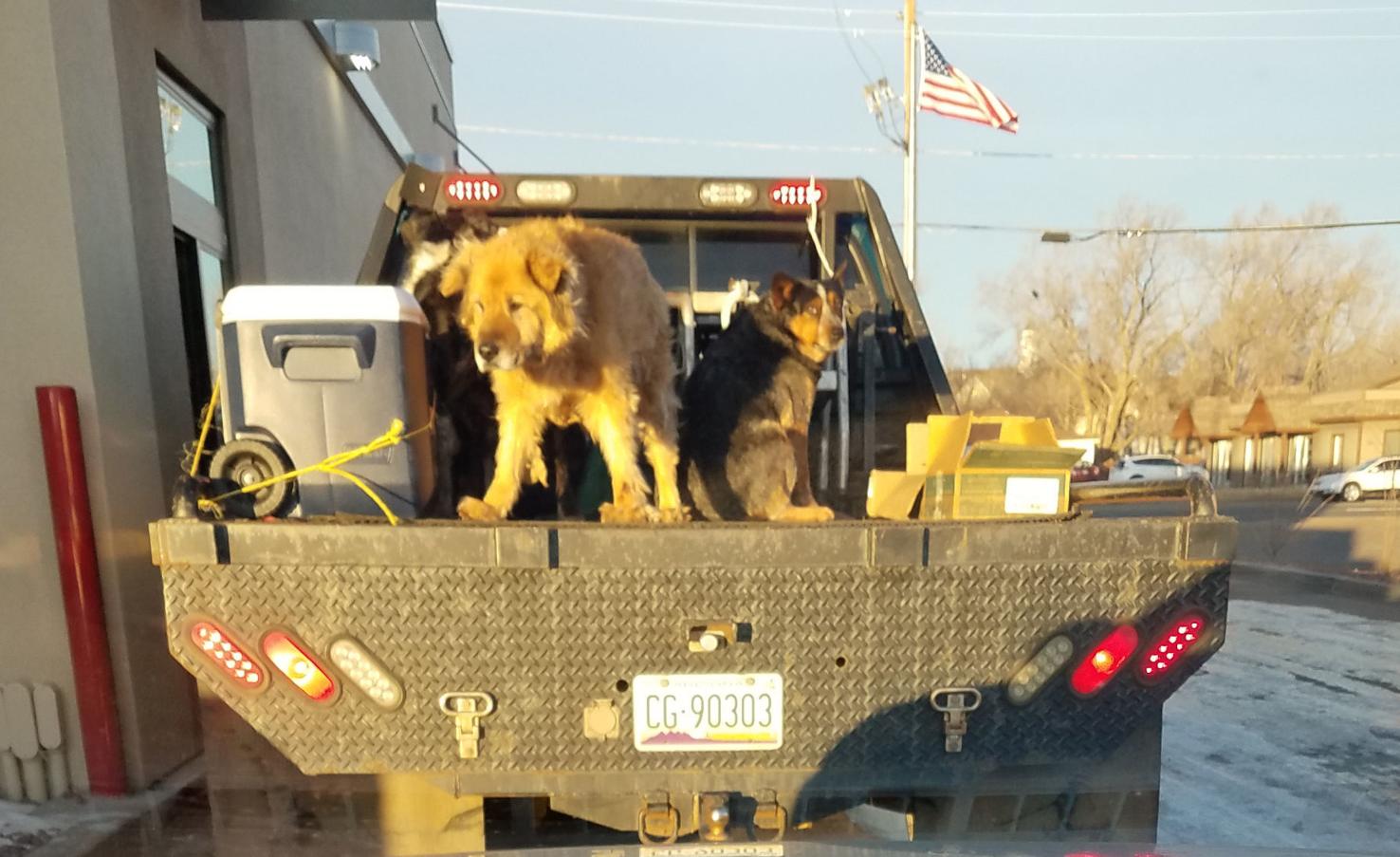 Dangers of dogs riding in pickup truck beds Editorial