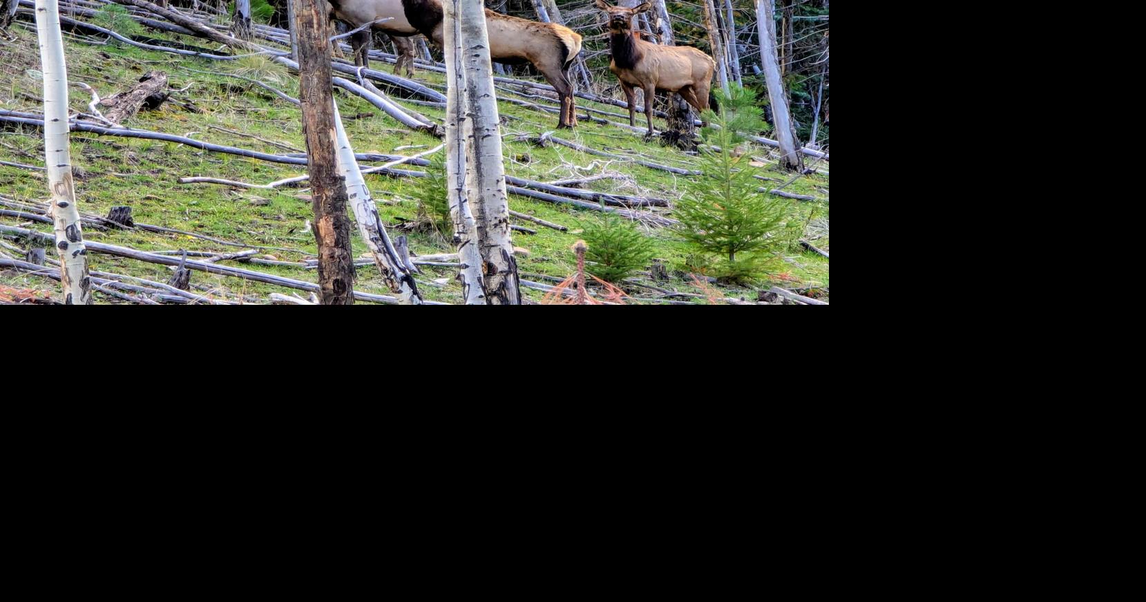 Game and Fish asks public for help in Springerville elk dumping case ...