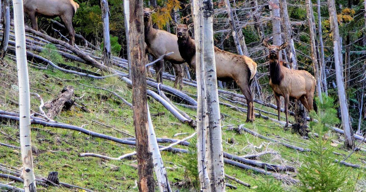 Elk Springerville Game and Fish asks public for help in Springerville elk dumping case ...