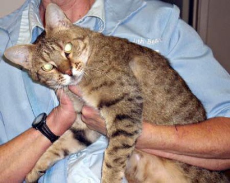 exotic rescues near me