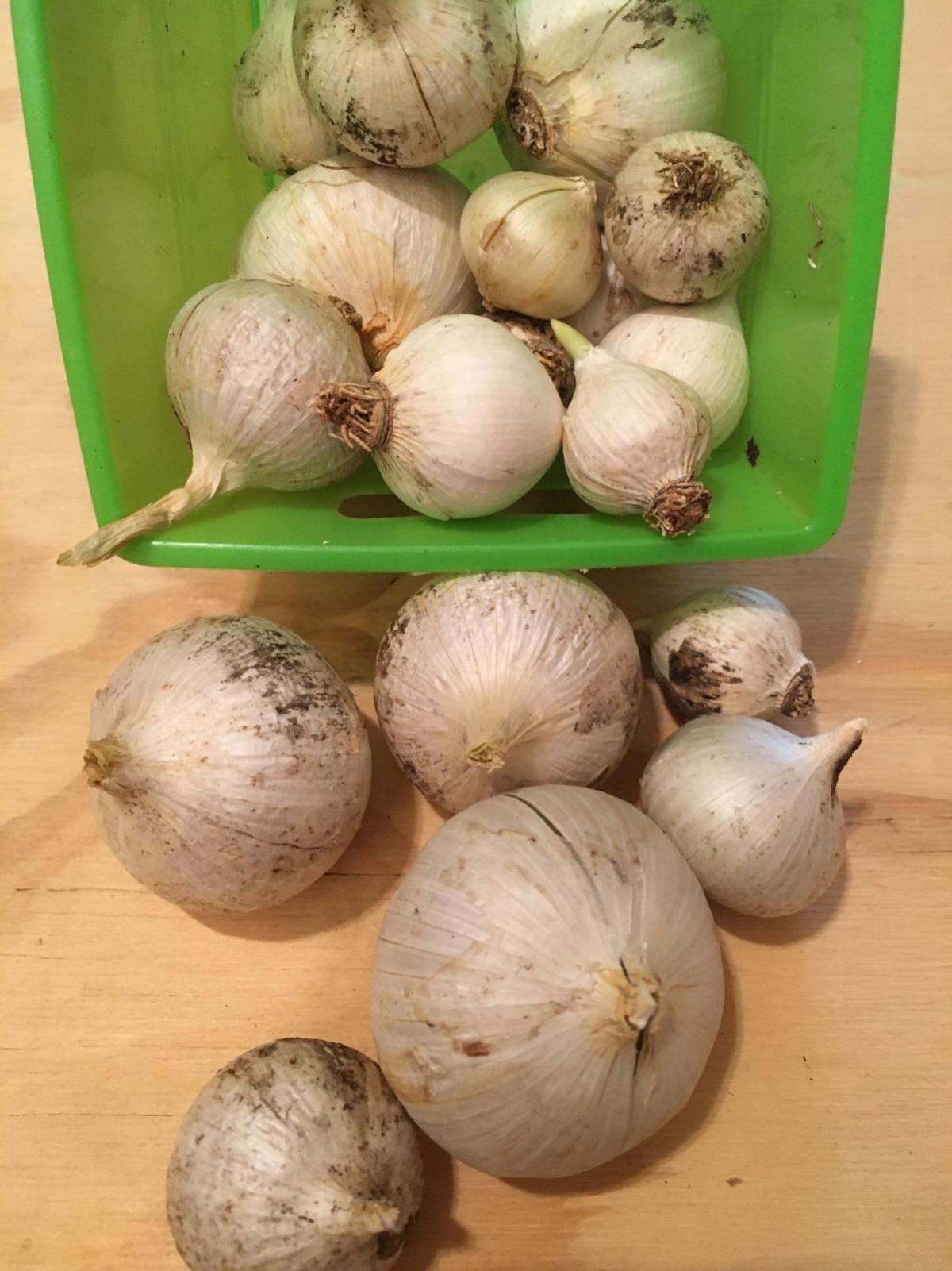 It’s November, but you can still plant garlic Outdoors