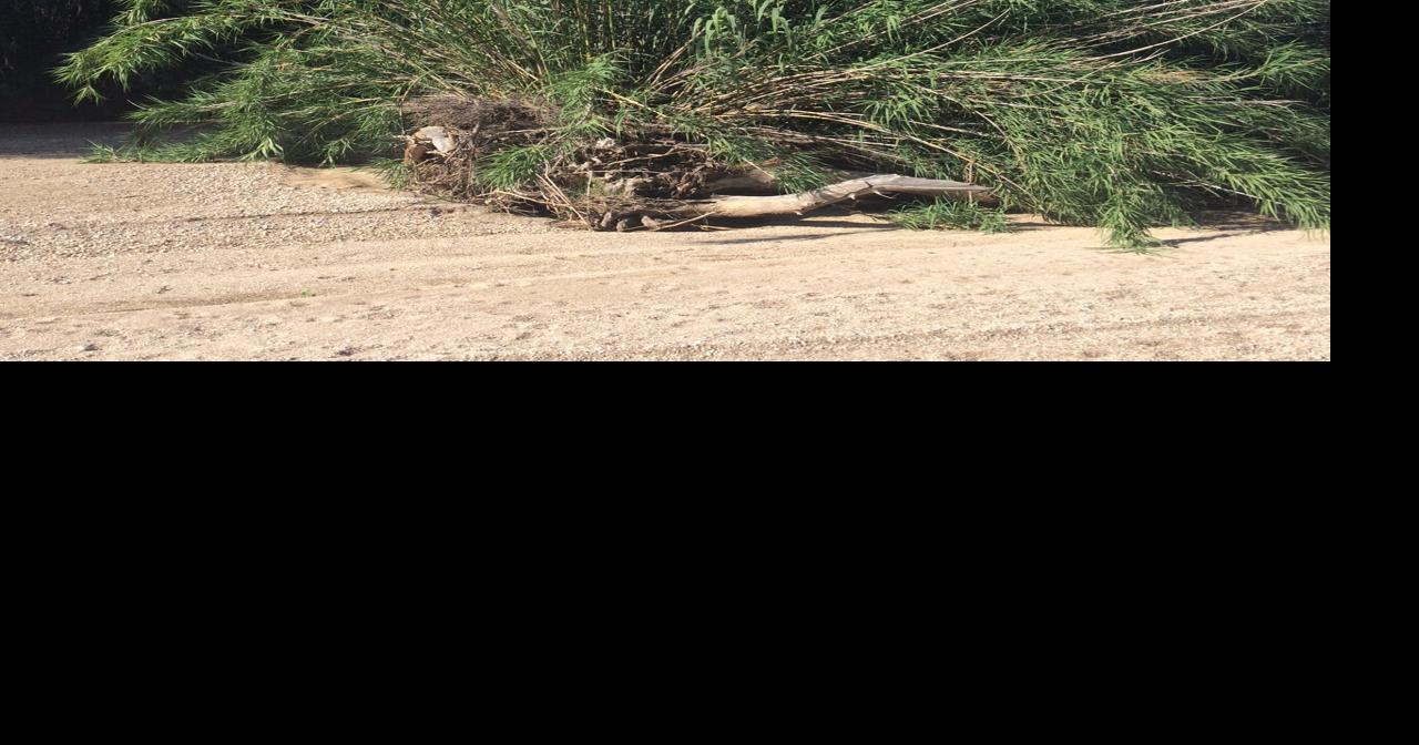 Efforts to remove invasive giant reed in Arizona rivers and lakes ...