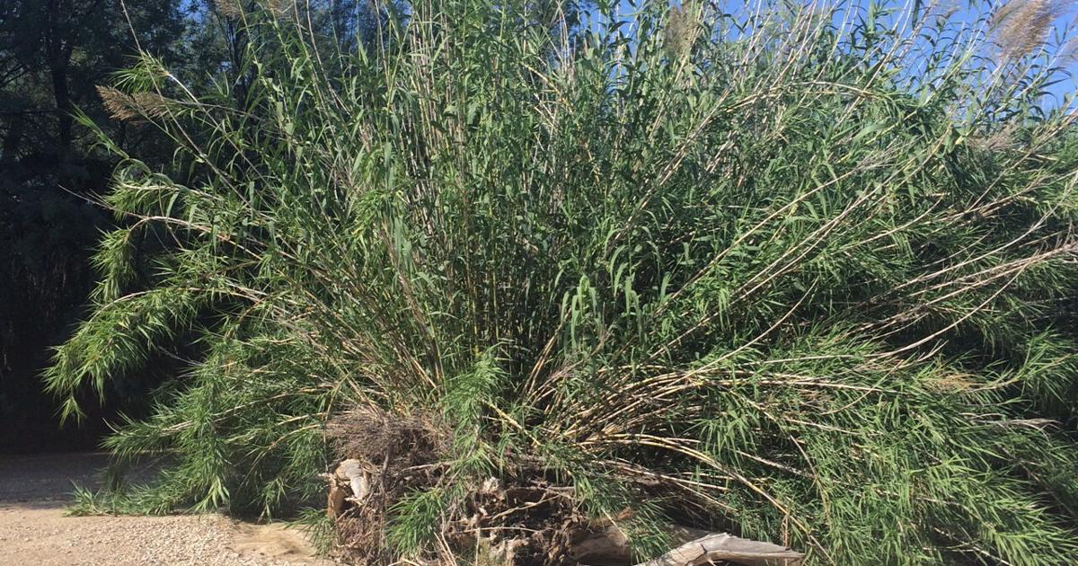 Efforts to remove invasive giant reed in Arizona rivers and lakes ...